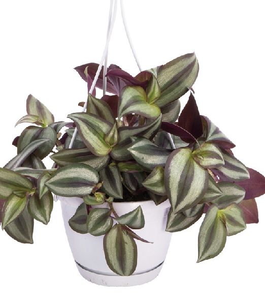 Tradescantia zebrina 'Violet Hill'